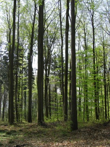 Wald bei Bammental