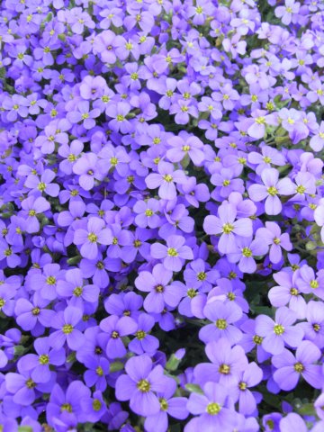 blaue Blumen in Bammental